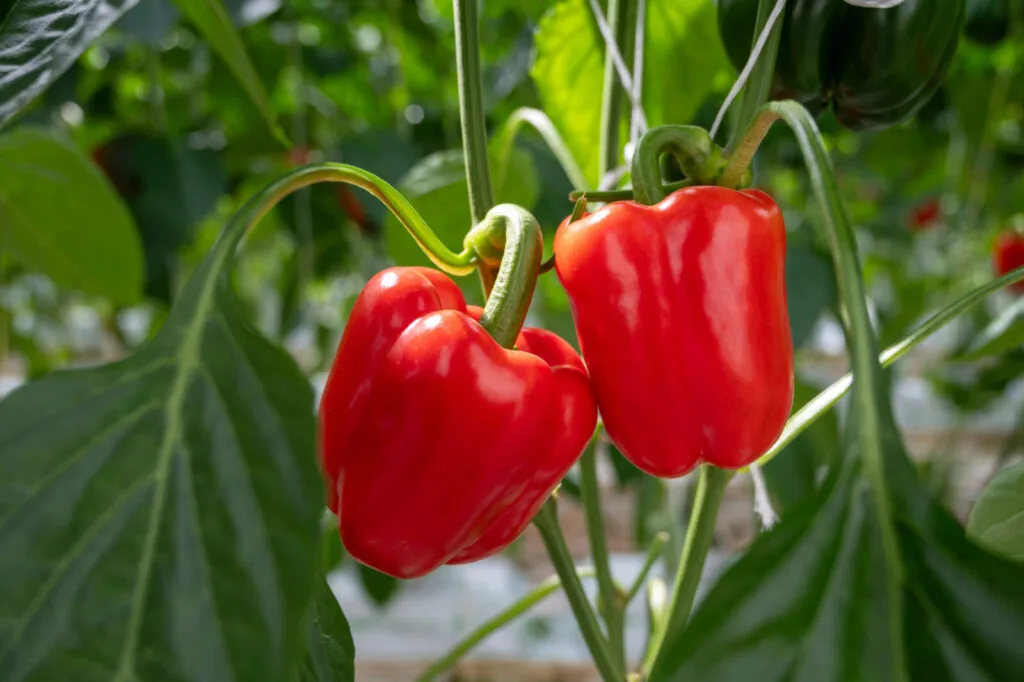 Growing peppers / Photo: Depositphotos
