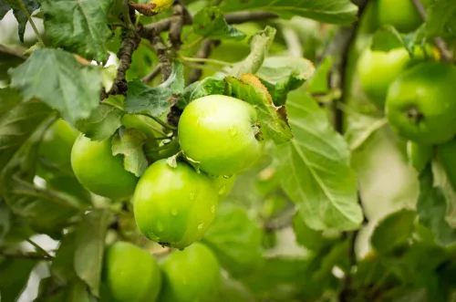 A Simple Summer Prune for Apple Trees That Determines Next Year’s Heavy Crop
