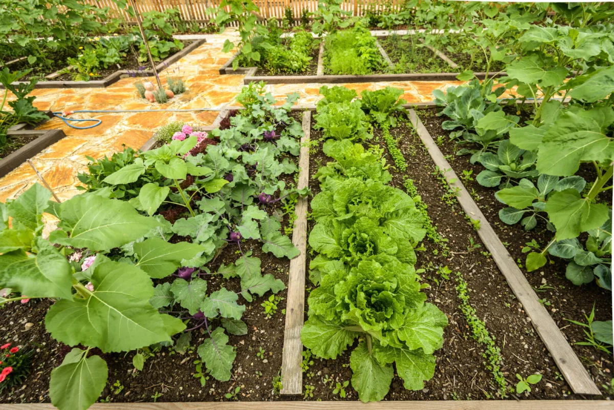 Ce dont le potager a vraiment besoin en été pour des récoltes abondantes