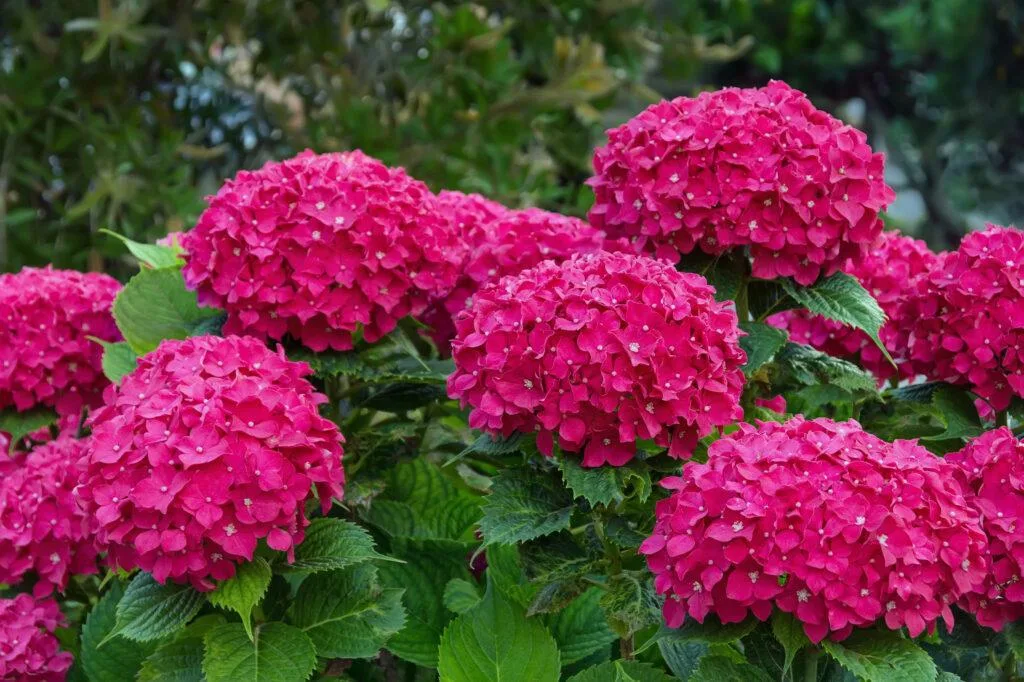 Bigleaf hydrangea