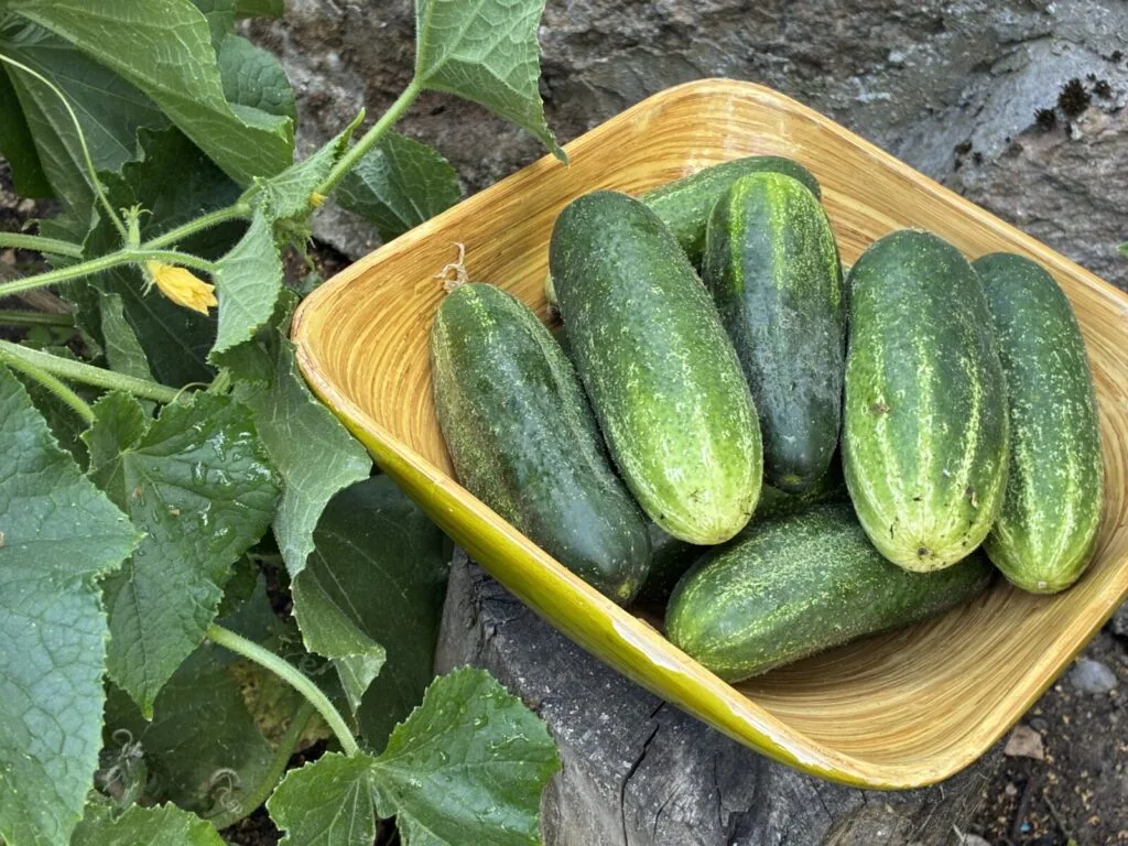 Cucumbers / Photo: Pestrazahrada.cz
