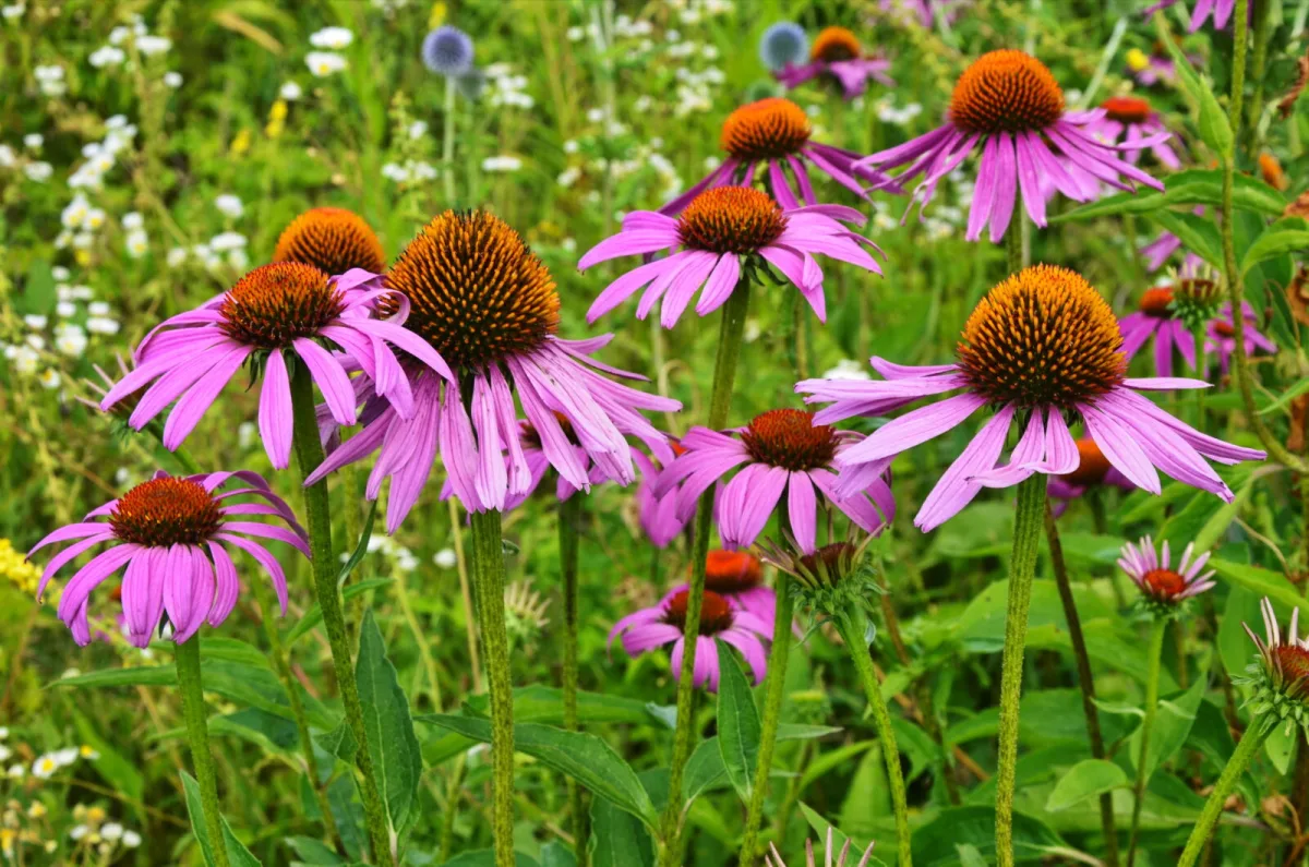 Coneflower is a low maintenance garden star that blooms into autumn