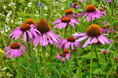 Coneflower is a low maintenance garden star that blooms into autumn
