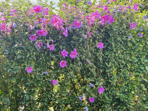 Want More Blooms on Your Hibiscus Try These Proven Growing Tips