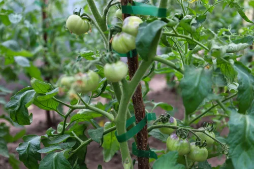 How to Tie Up Tomatoes and Other Vegetables to Supports Without Snapping Stems
