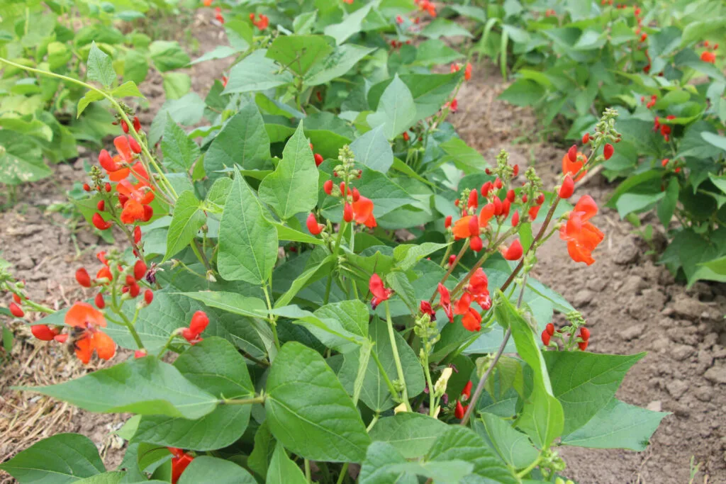 Flowering beans / Photo: Depositphotos