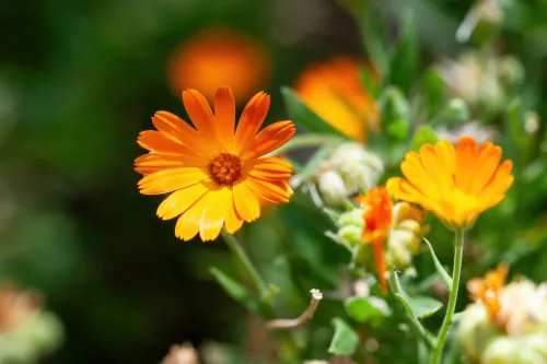 Grow This Flower and You’ll Have a Homegrown Treasure All Season