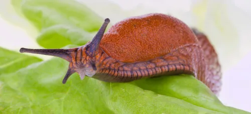 An Invisible Barrier Against Slugs That Works Even After a Day of Rain