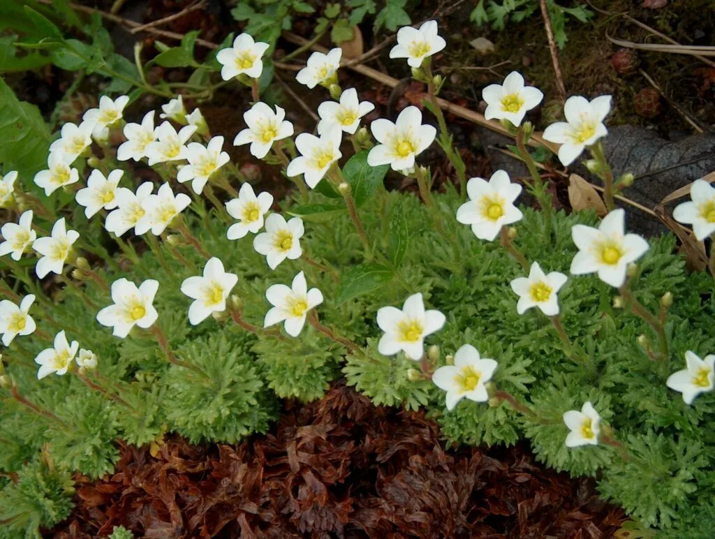 London pride saxifrage / Photo: Anneli Salo – This photograph is the author’s own work, CC BY-SA 3.0, Wikimedia.org