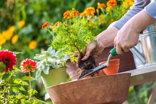 Cuidados de julio para el jardín que se hacen en un momento y duran todo el verano