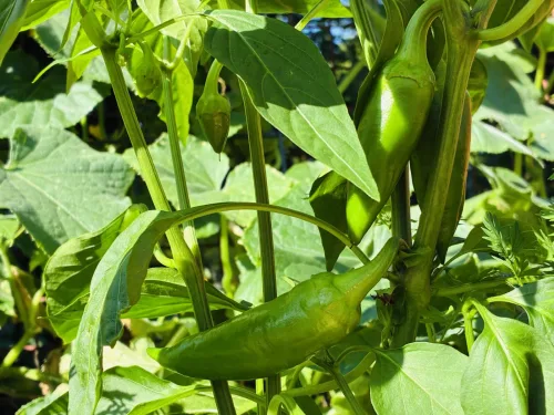 De vanligaste misstagen i skötseln av paprika och tips för en rik skörd