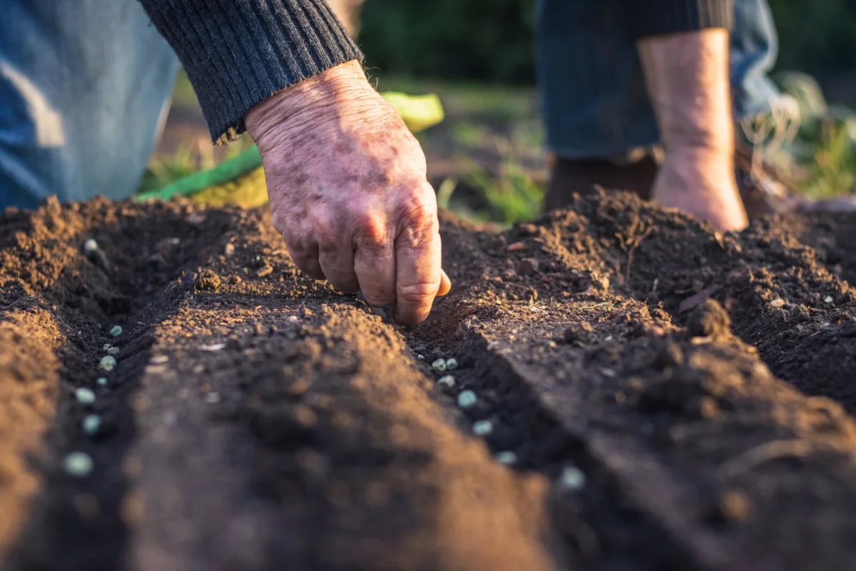 Planting peas