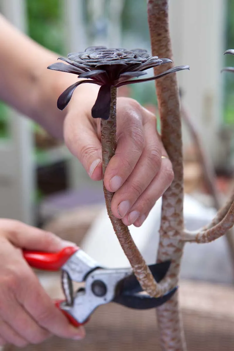 Tree aeonium propagation / Photo: Sarah Cuttle/Gardener´s World