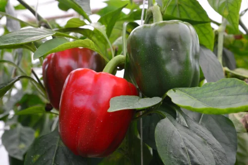A Simple Trick for a Bigger Pepper Harvest and Faster Ripening