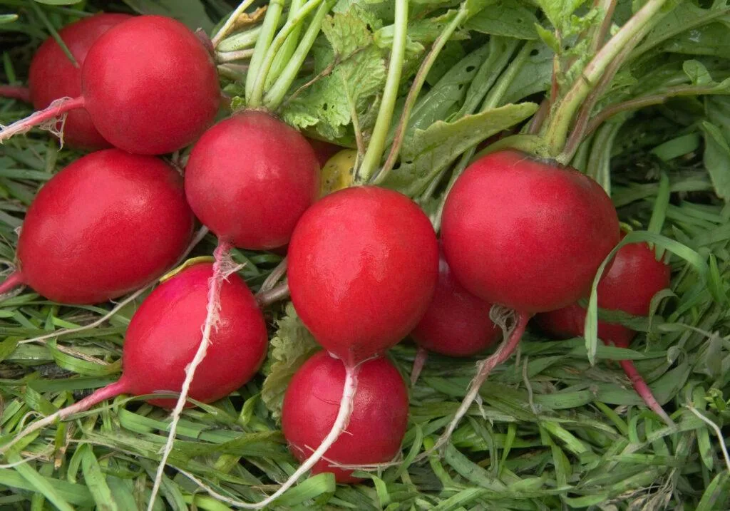 Radieschen