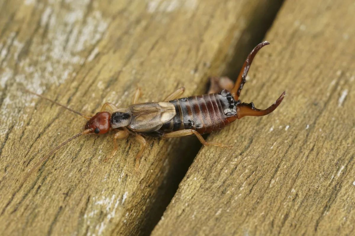 Earwig / Photo: Depositphotos