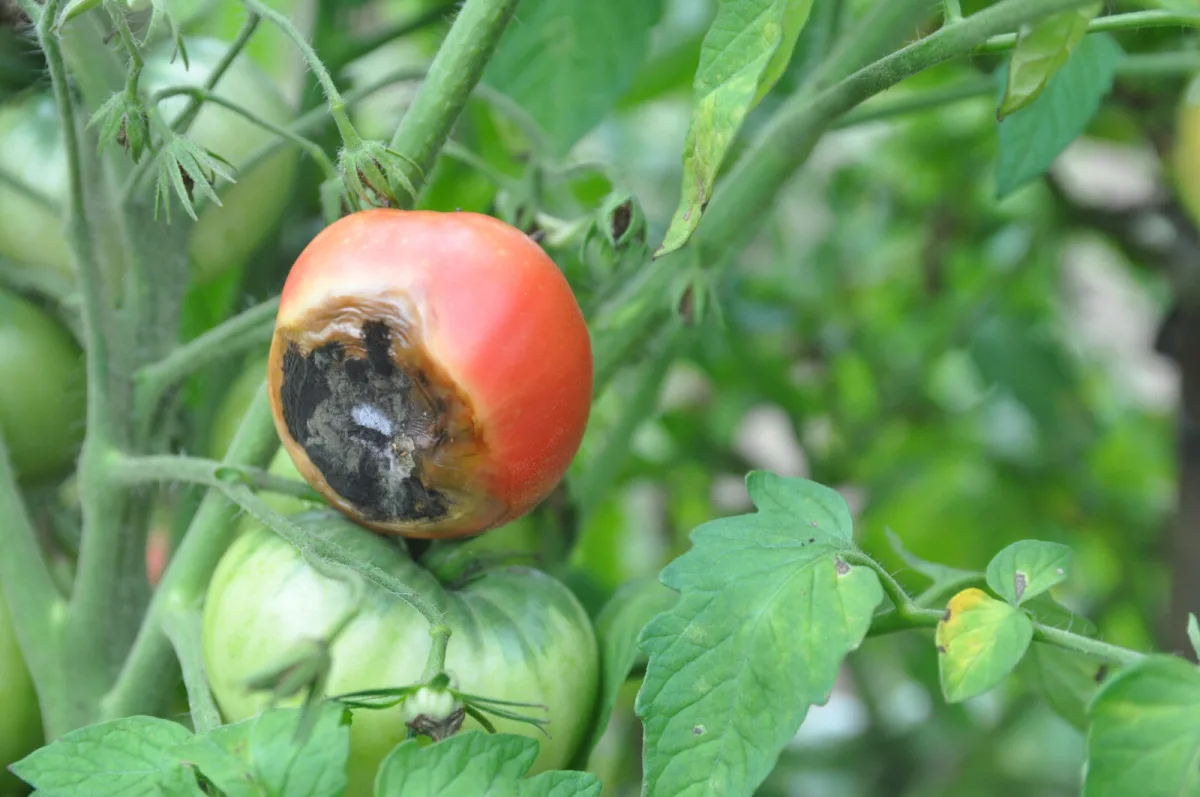 Raccolto di pomodori rovinato / Foto: Depositphotos