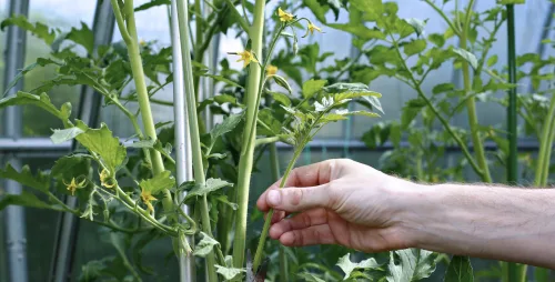 How to Prune Tomatoes Properly for a Heavy Crop Without Unnecessary Suckering