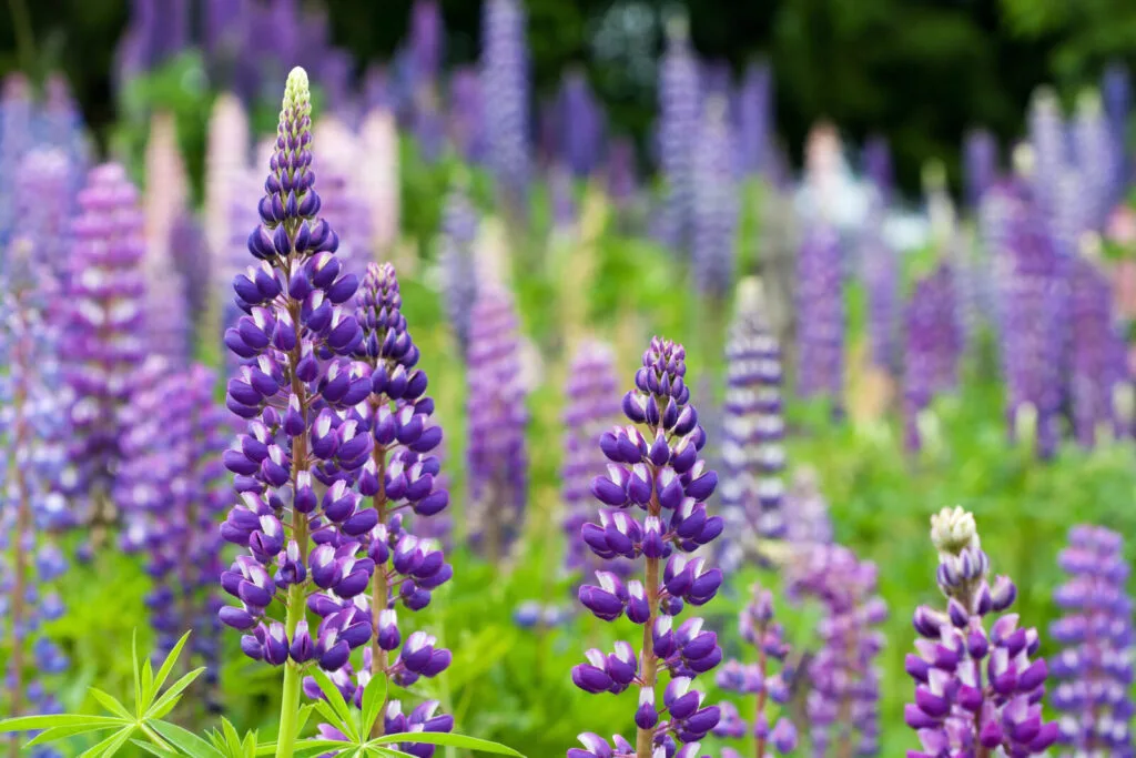Lupin / Photo : Depositphotos