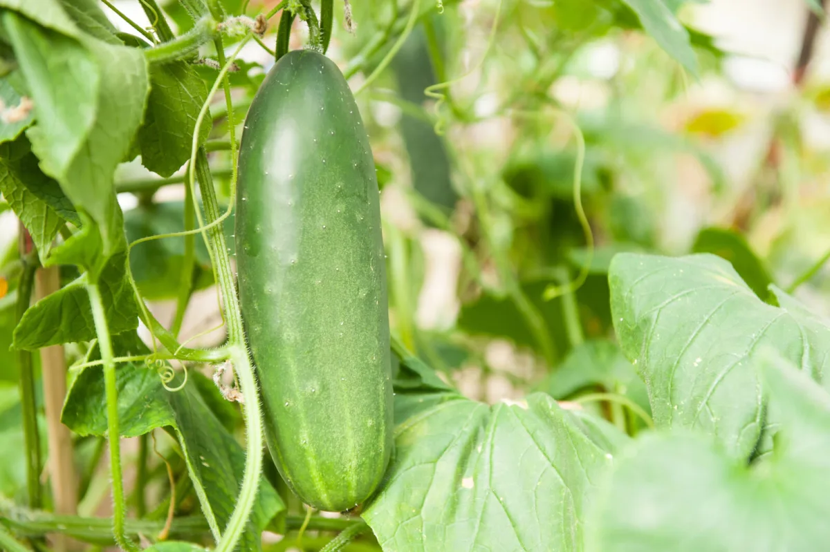 Letting Cucumbers Get Overgrown May Be Holding Back Your Harvest