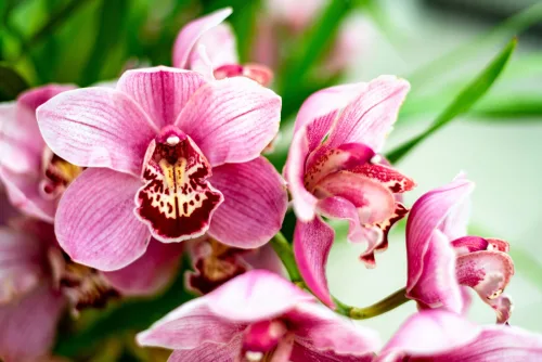 An Orchid Ready for the Bin Only One Change and It Will Bloom Again