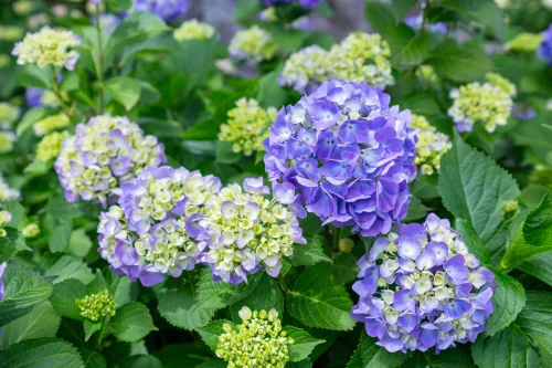 Summer Fertilising for Hydrangeas to Keep Them Flowering into Early Autumn