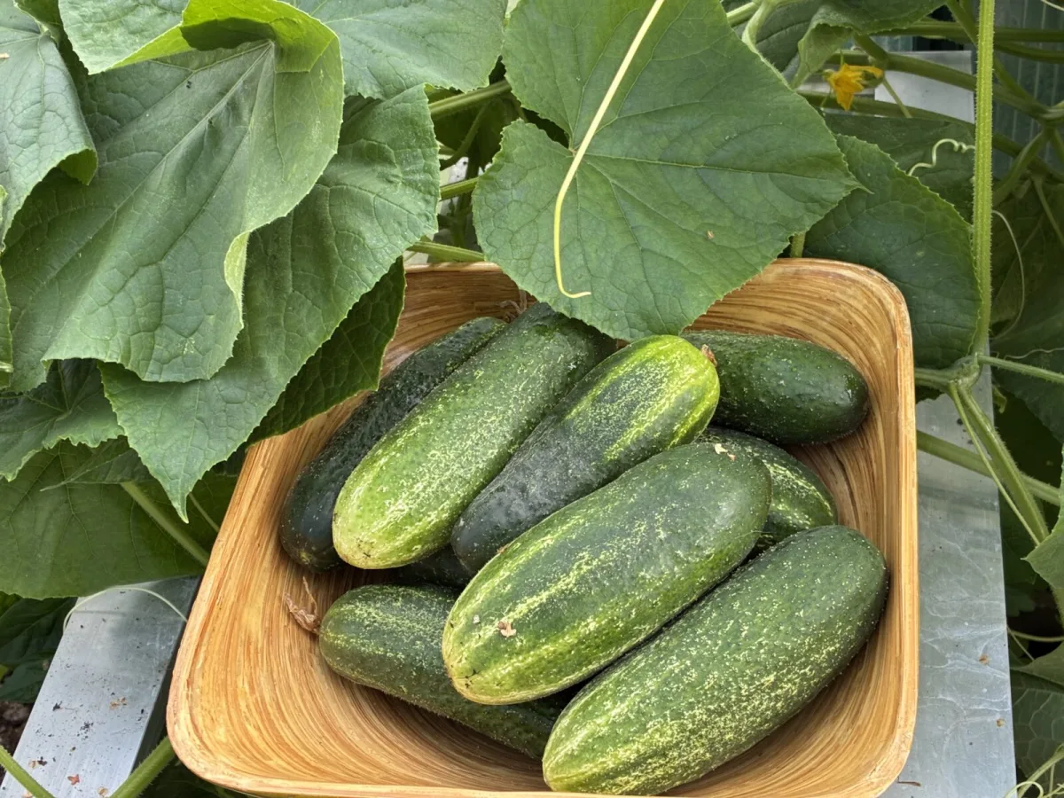 Inläggningsgurkor / Foto: Pestrazahrada.cz