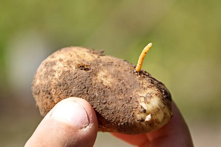Nematodi della patata / Foto: Habio
