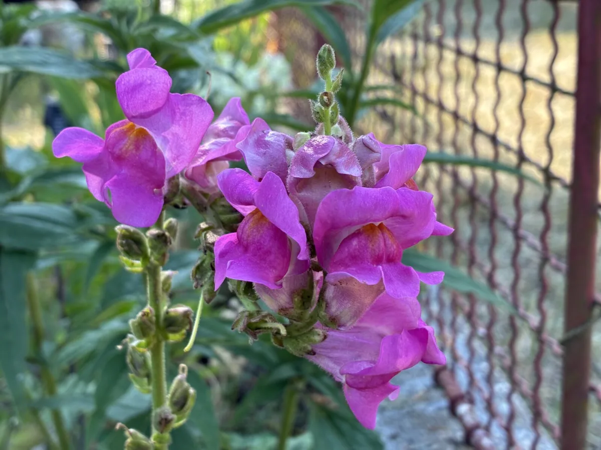 Snapdragon / Photo: Pestrazahrada.cz