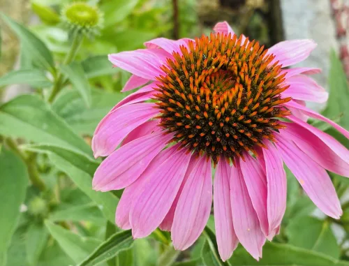 Why Experienced Gardeners Start Echinacea in a Pot First
