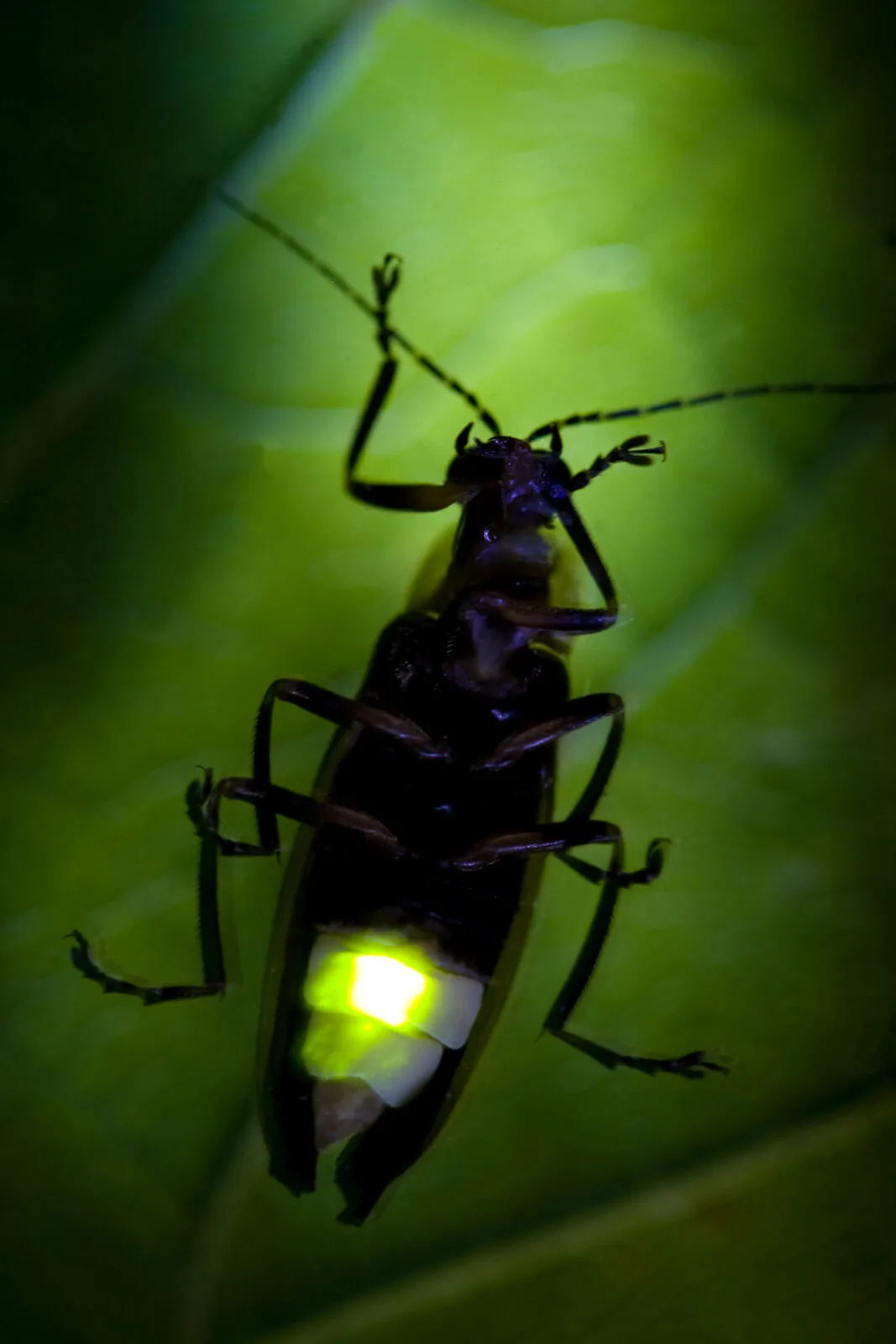 Firefly / Photo: Depositphotos