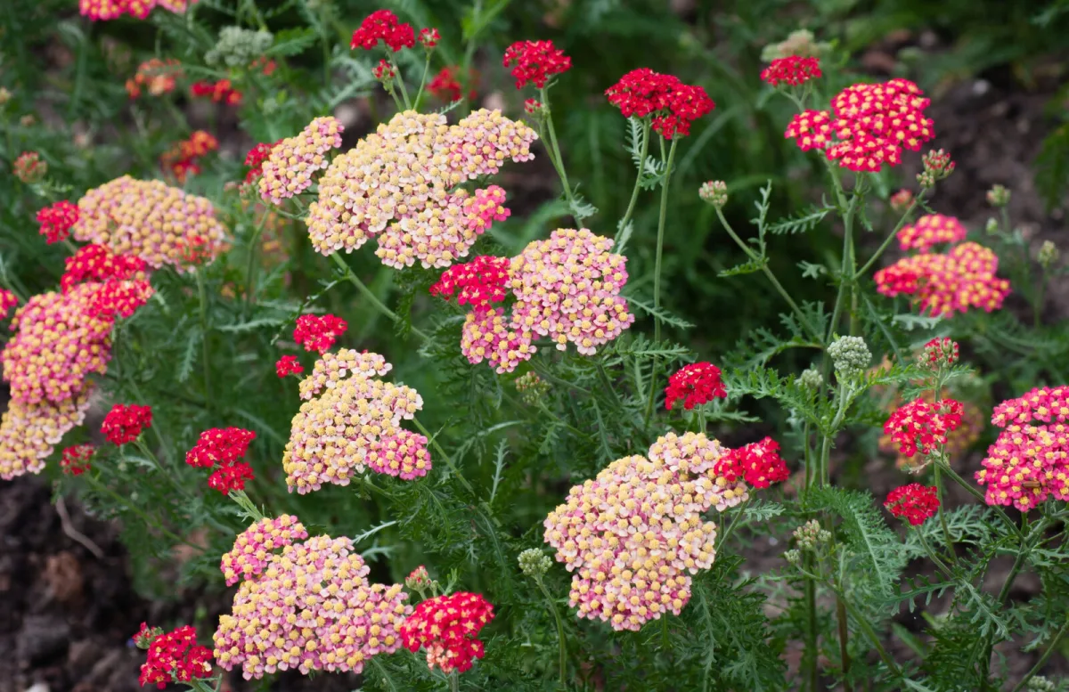Mil-folhas (Achillea millefolium) / Foto: Depositphotos