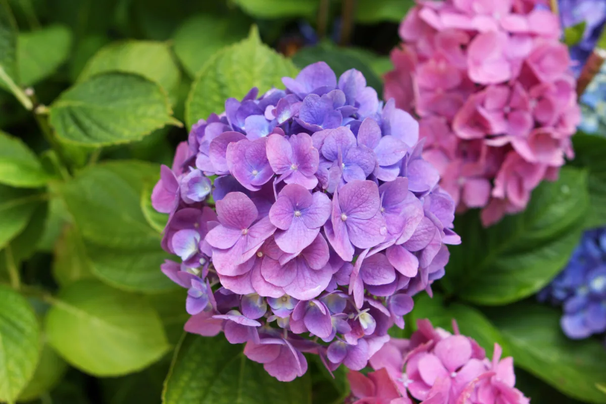 Hydrangeas Need Acidic Soil and You Can Create It Yourself