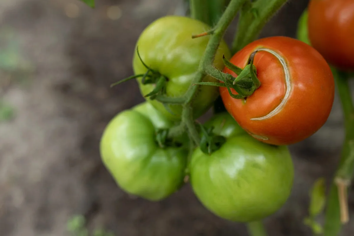 How to Protect Tomatoes in Summer Heat So the Fruit Doesn’t Split