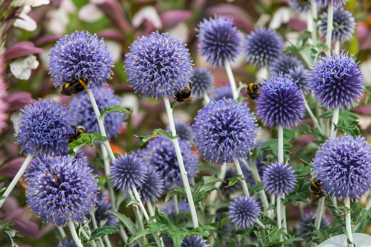 L’echinops illumina le aiuole al sole, attira le api e sta bene anche in vaso