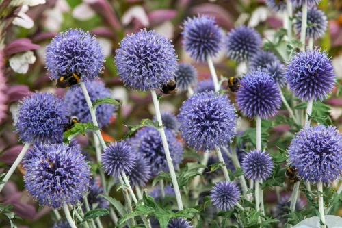 Globe Thistle Brightens Sunny Borders, Attracts Bees and Looks Great in a Vase