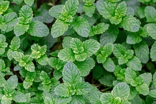 Tired Mint in Mid-Summer? Now’s the Time to Rejuvenate It for a Fuller, Healthier Plant