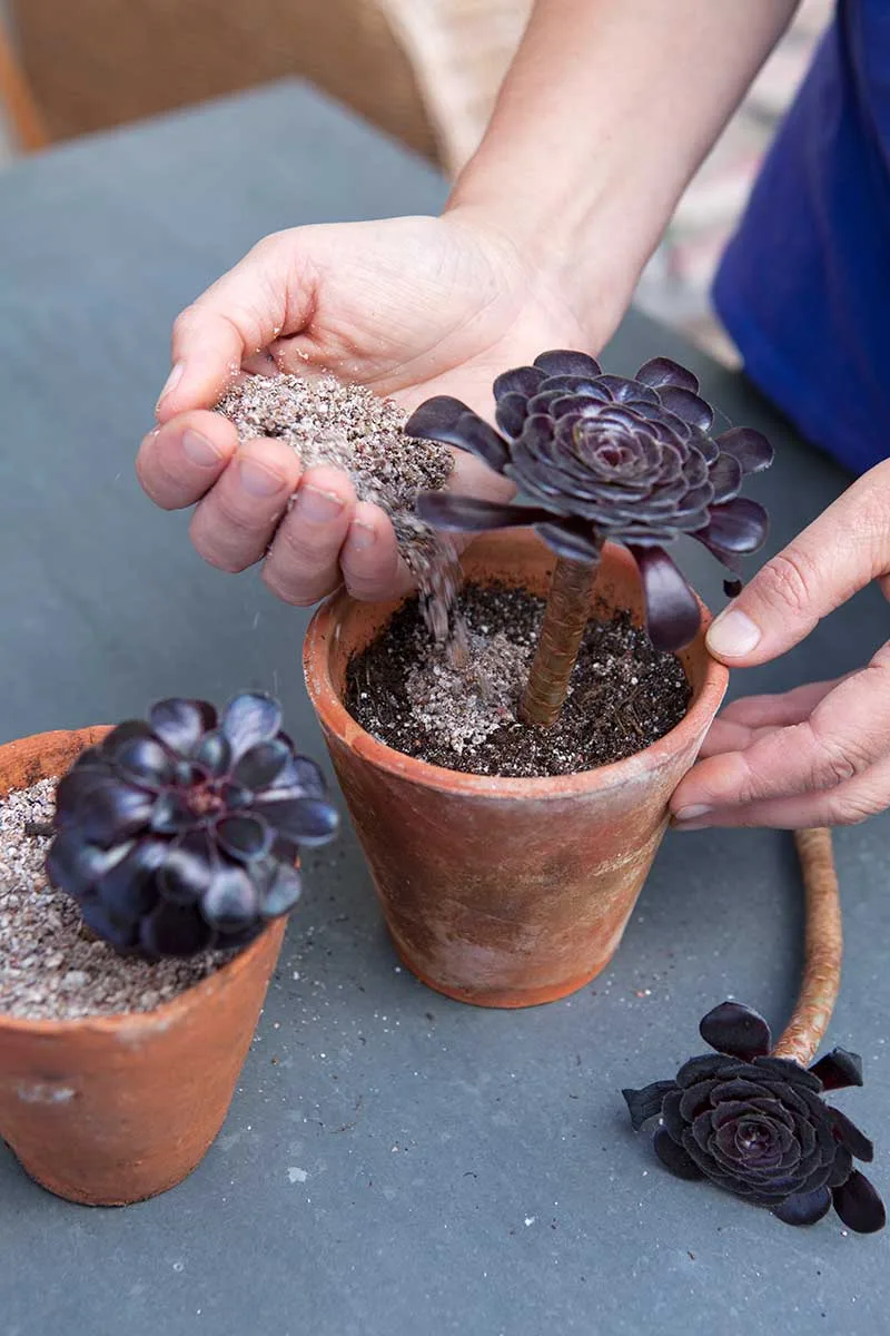 Tree aeonium propagation / Photo: Sarah Cuttle/Gardener´s World
