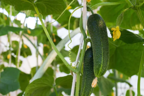 How to Fertilise Cucumbers for a Steady Summer Crop