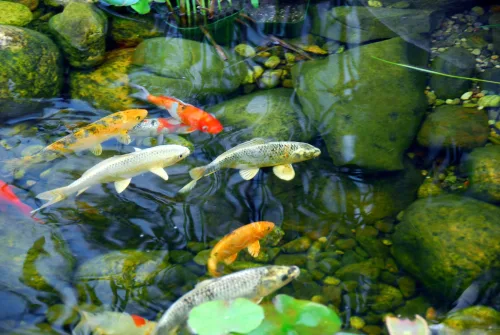 The most common pond mistakes that make the water lose clarity