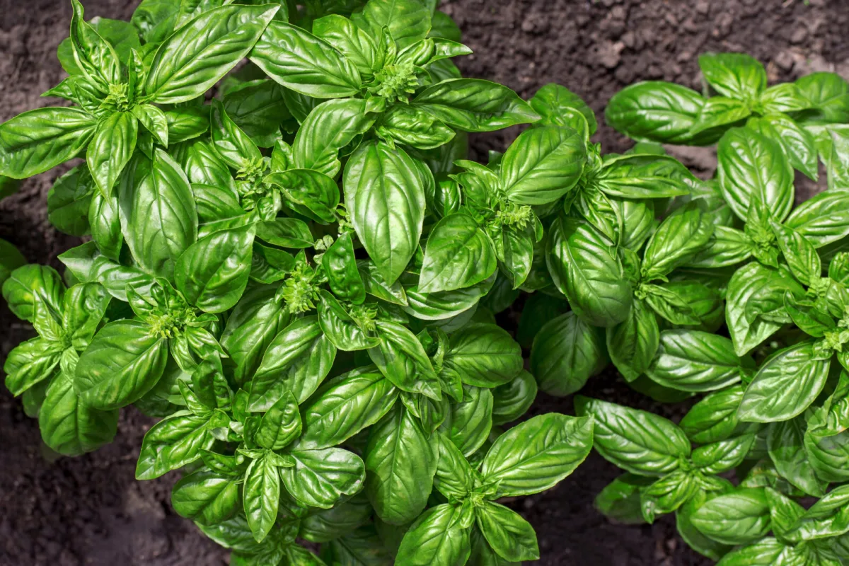 Two Everyday Kitchen Ingredients That Make Basil Bushier and More Fragrant