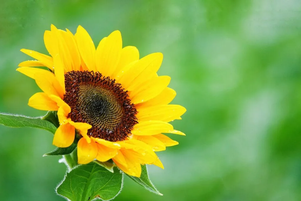 Sunflower / Photo: Depositphotos