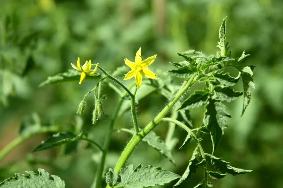 Extreme Heat Threatens Vegetable Harvests in the Garden