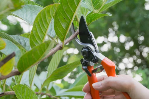 Pruning fruit trees in July Most people put it off for no reason