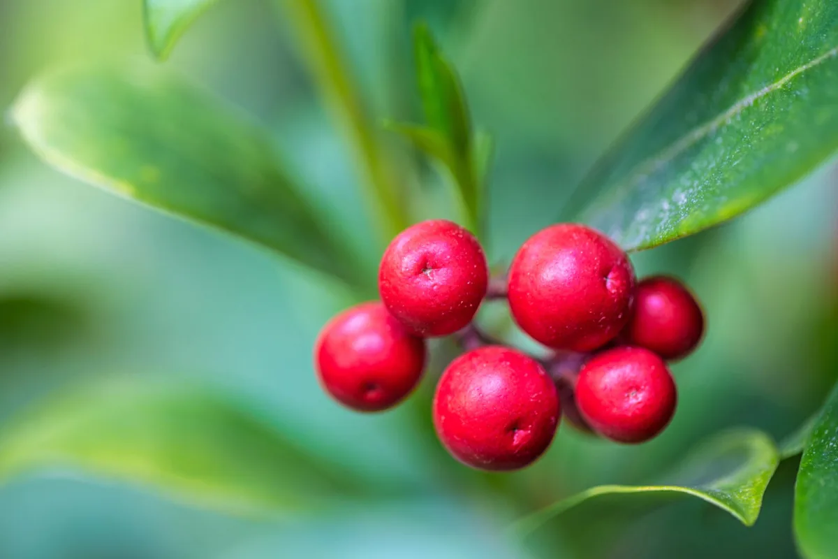 Highly Poisonous Plants in Gardens and Woodlands That Put Children at Risk