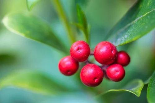 Highly Poisonous Plants in Gardens and Woodlands That Put Children at Risk