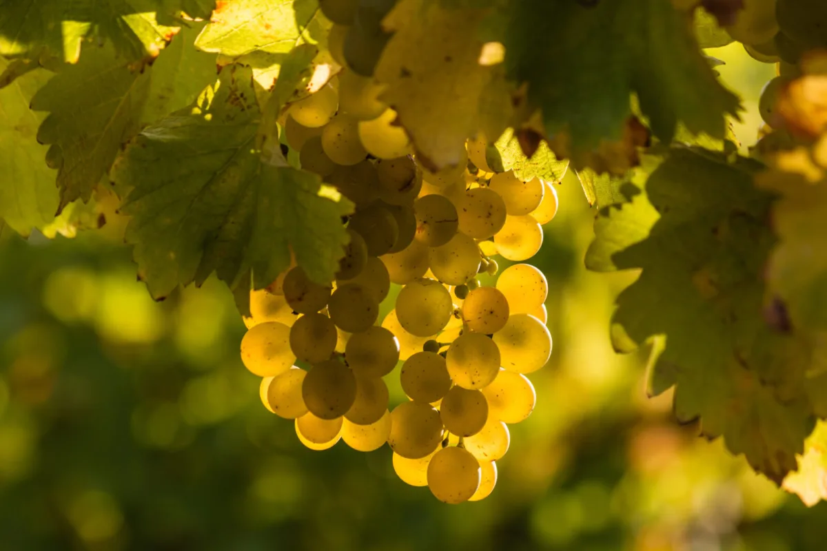 July decides the quality of your grapes so don’t neglect this in the vineyard