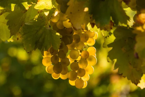 July decides the quality of your grapes so don’t neglect this in the vineyard
