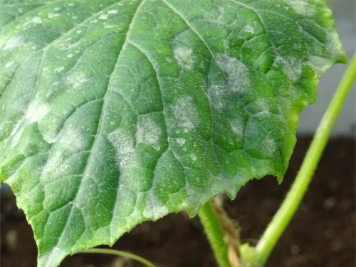 After Summer Showers, Downy Mildew Attacks Cucumbers Stop It Early Without Chemicals