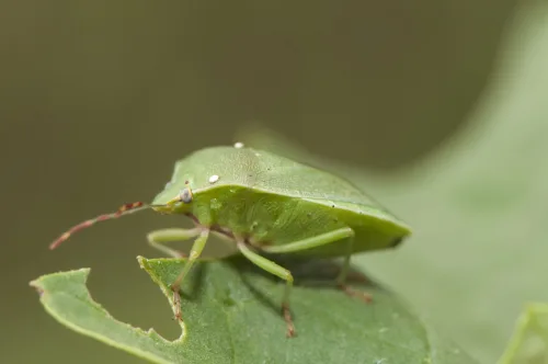 Stink Bugs Taint Tomatoes and Ruin the Harvest Get Rid of Them Before It’s Too Late